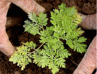 Artemisia annua