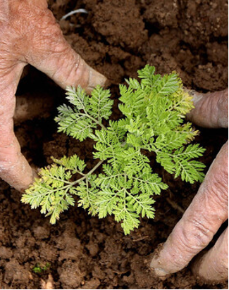 Artemisia annua